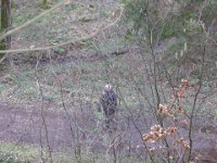 Sortie Phalsbourg CV Wingen 28 02 2016 (26)